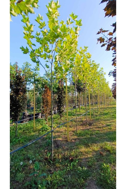 Платан кленолистий - ком40кг/вис.300-350см/Ø60-80см/обхват 8-10см 